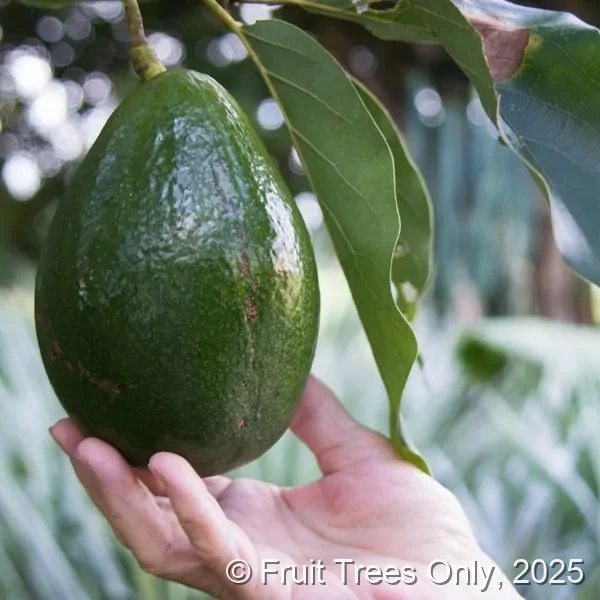 Monroe Avocado fruit and tree