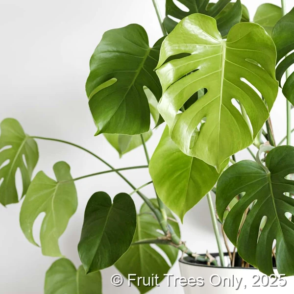 Monstera Deliciosa