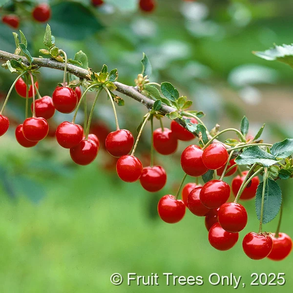 Montmorency Cherry