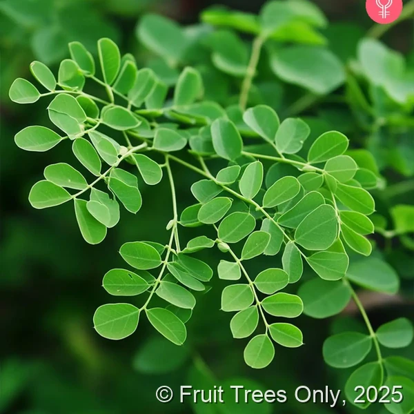 Moringa