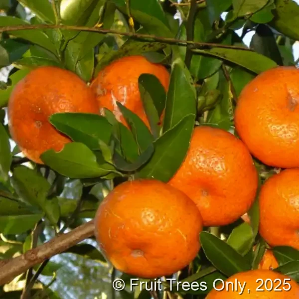 Murcott (Honey) Tangerine