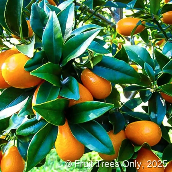Nagami Kumquat