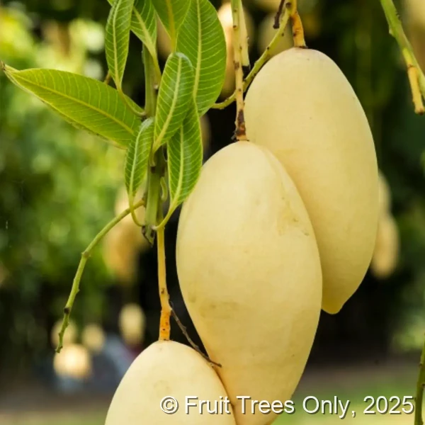 Nam Doc Mai Mango