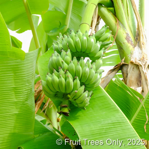 Namwah Banana