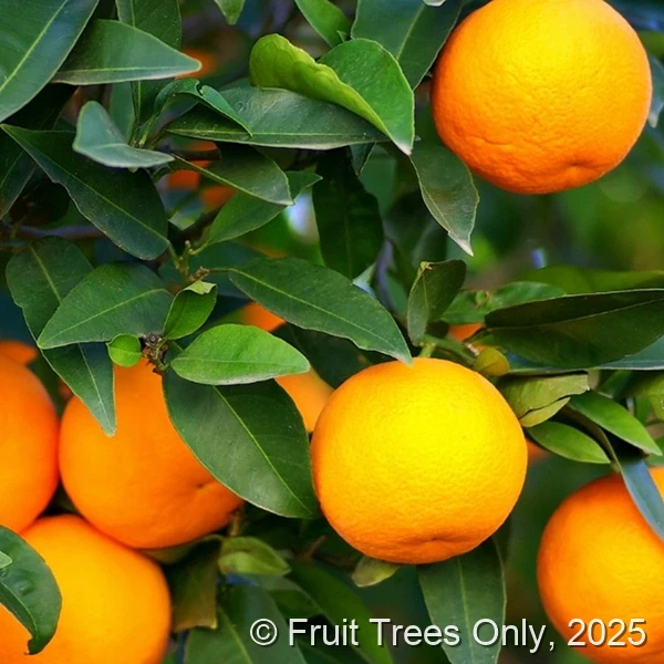 Navel Orange Trees for sale at Fruit Trees Only