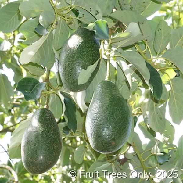 Nishikawa Avocado fruit and tree