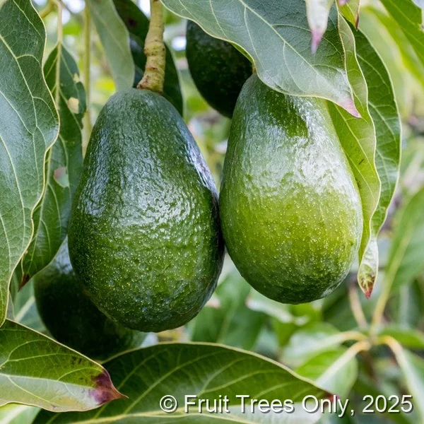 Oh La La Avocado fruit and tree