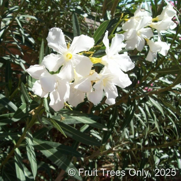 Oleander
