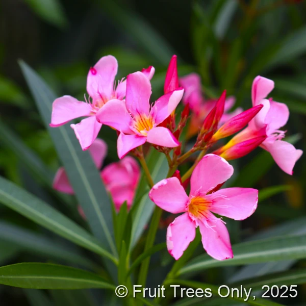 Oleander Pink