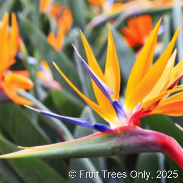 Orange Bird of Paradise