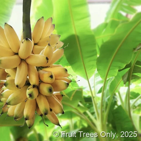 Orinoco Banana