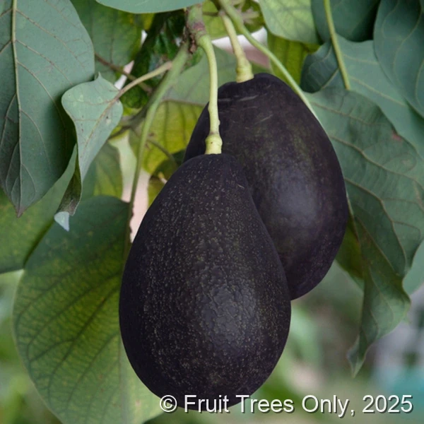 Oro Negro Avocado fruit and tree