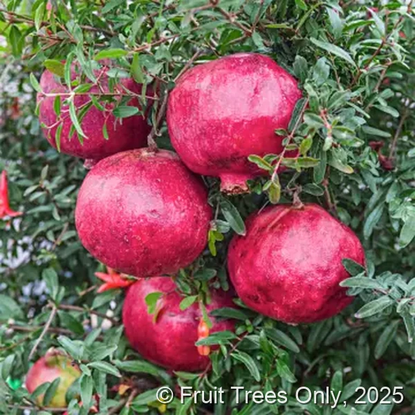 Parfinyanka Pomegranate fruit and tree