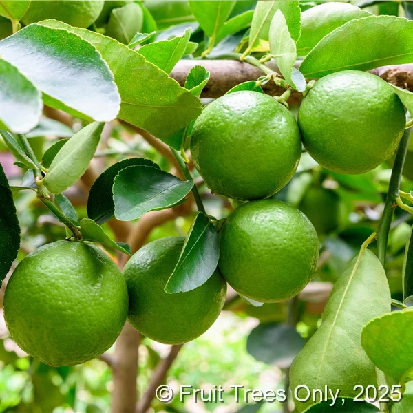 Persian Lime