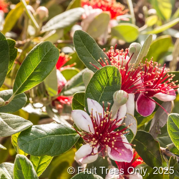 Pineapple Guava