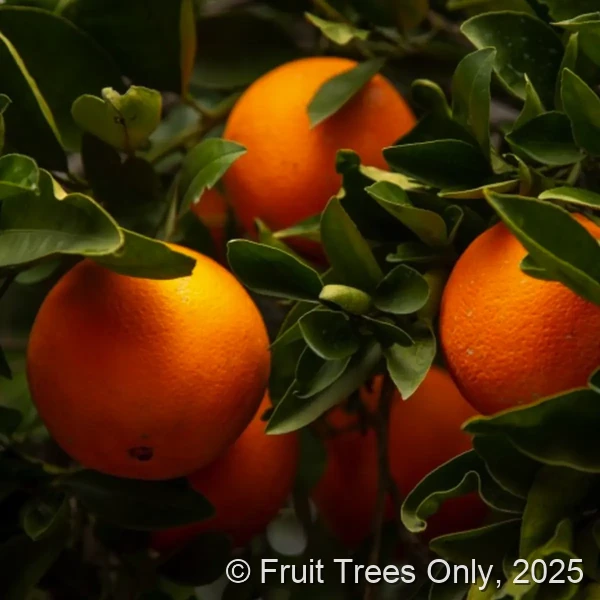Pineapple Orange