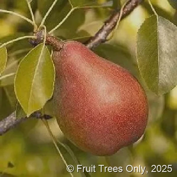 Pineapple Pear