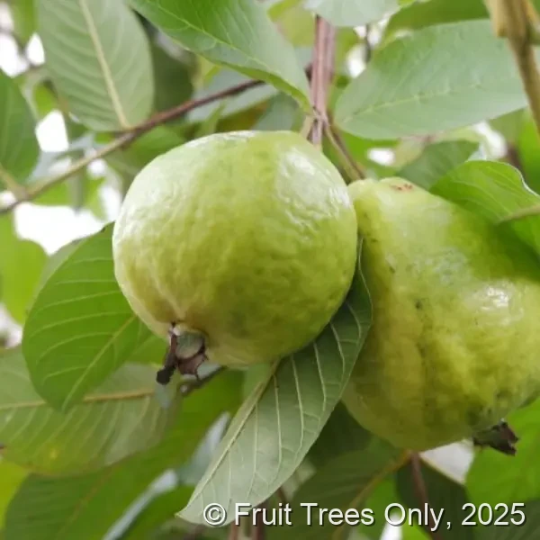 Pink Guava