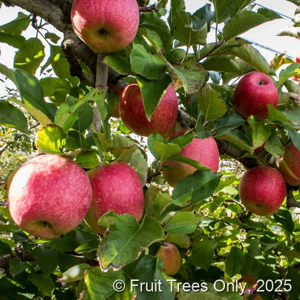 Pink Lady Apple Tree