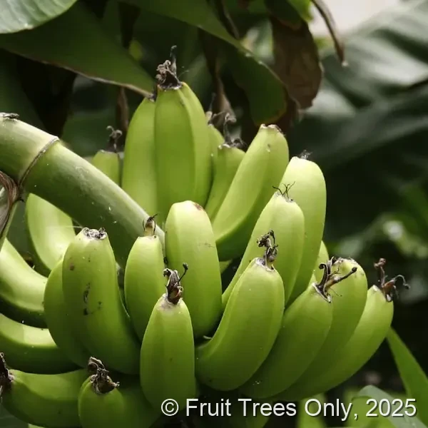 Plantain