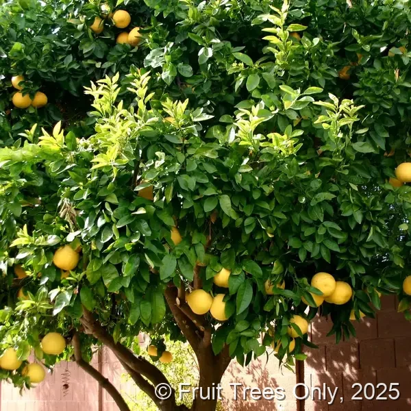 Ponderosa Lemon