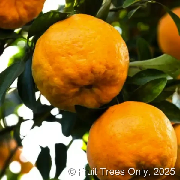 Ponkan Tangerine Trees for sale at Fruit Trees Only