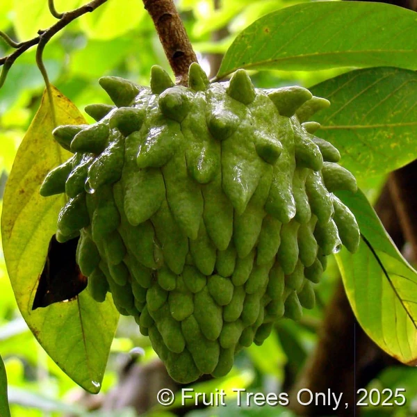 Preistley Atemoya