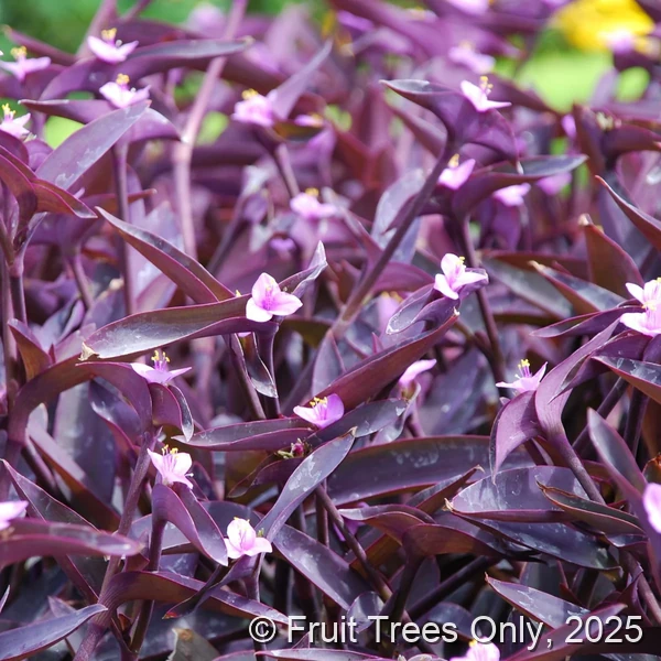 Purple Heart