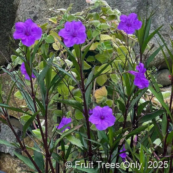 Purple Showers