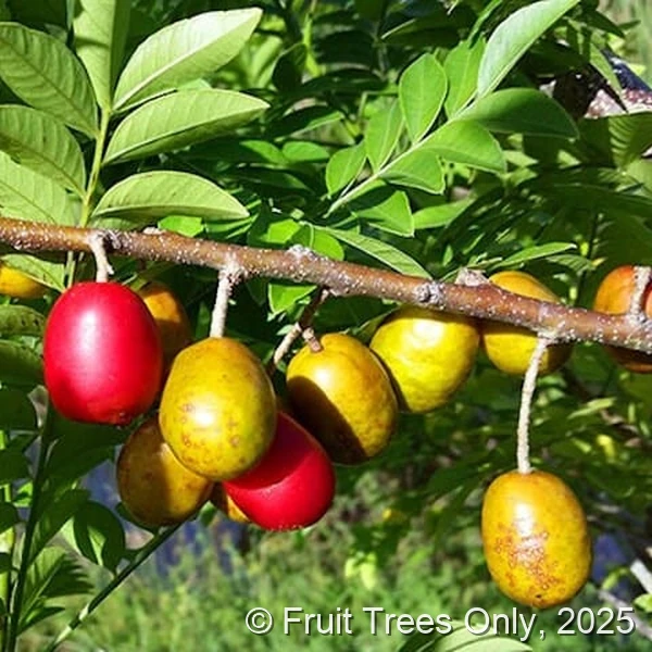 Red Hog Plum