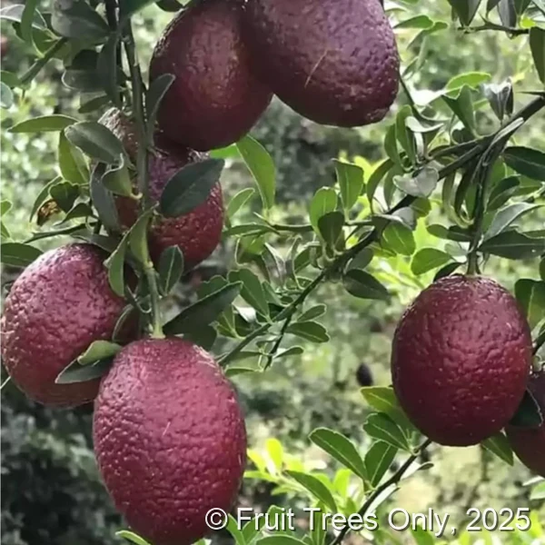 Red Lime