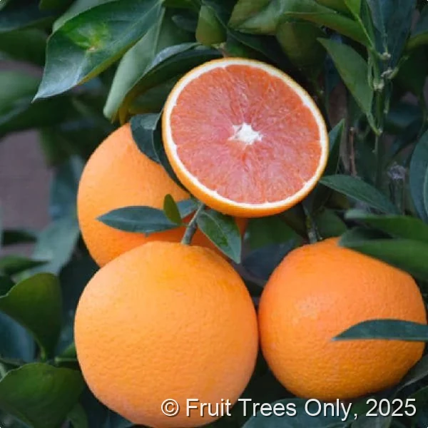 Red Navel Orange