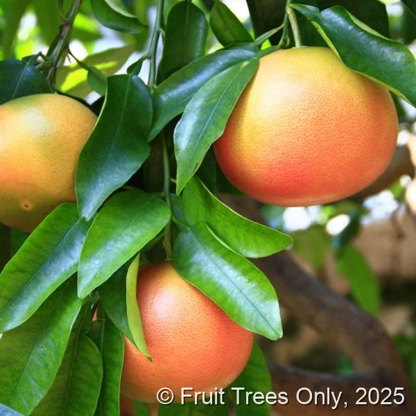 Ruby Red Grapefruit