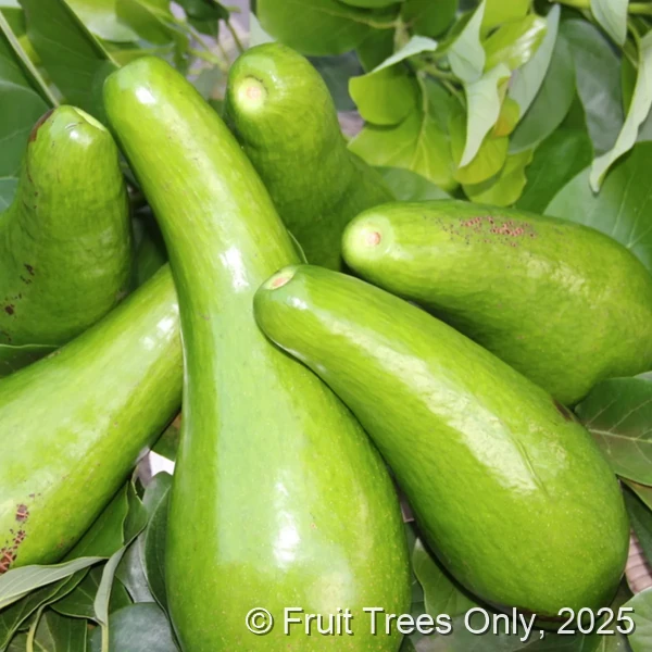 Russell Avocado fruit and tree