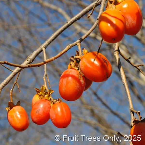 Saijo Persimmon