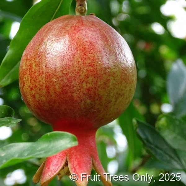 Salavatski Pomegranate fruit and tree