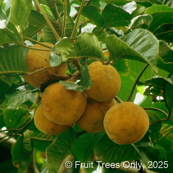 Santol