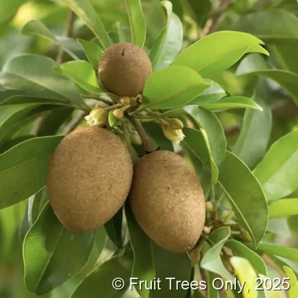 Sapodilla Trees for sale at Fruit Trees Only