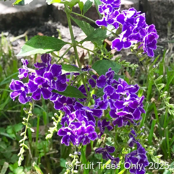 Duranta Purple Sapphire Showers