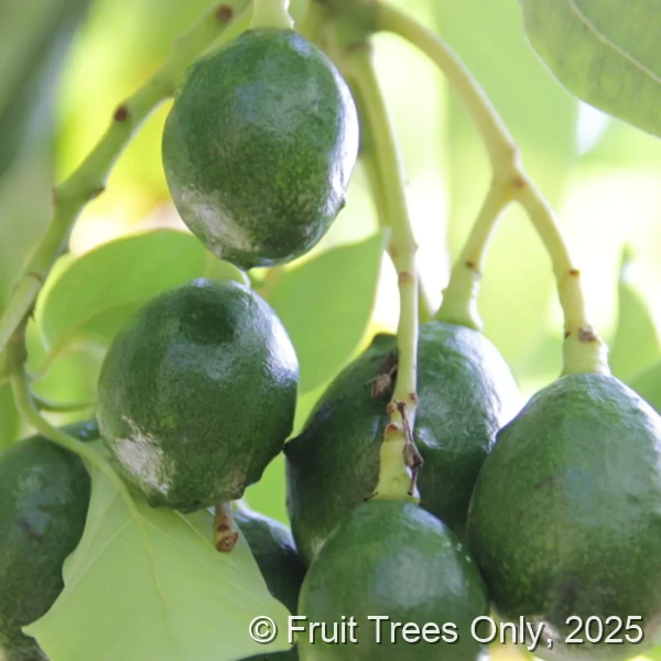 Simmonds Avocado fruit and tree