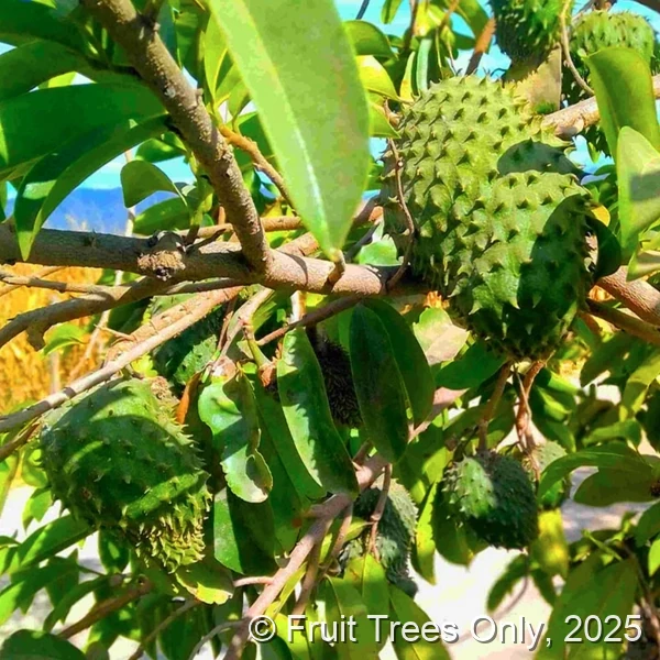 Soursop