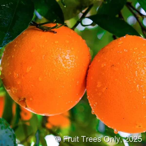 Spring Navel Orange