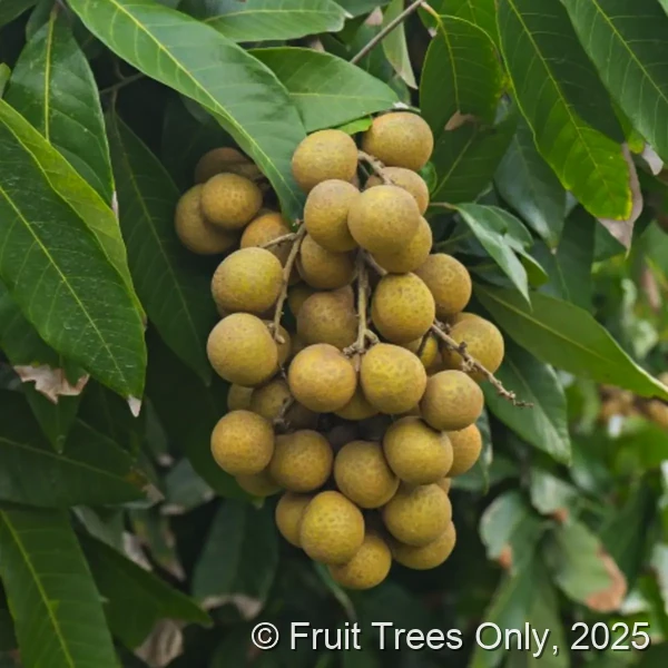 Sri Chompoo Longan