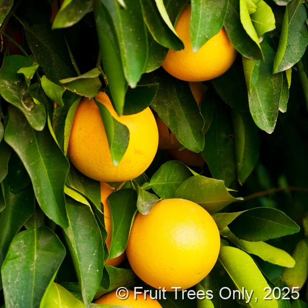 Star Ruby Grapefruit