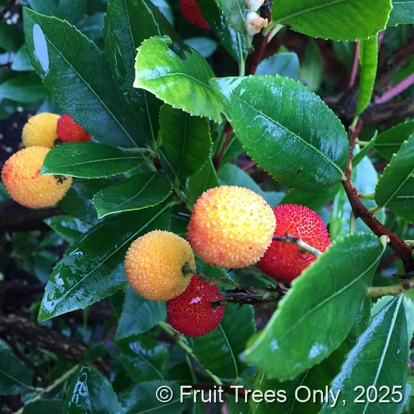 Strawberry Tree