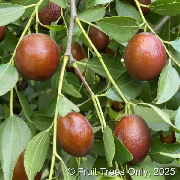 Sugar Cane Jujube