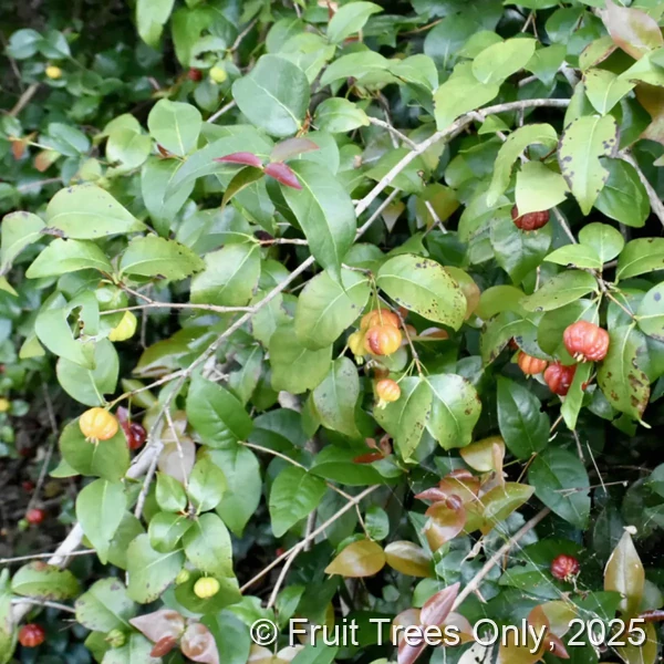 Surinam Cherry