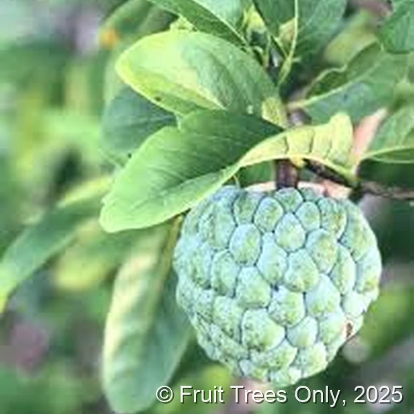 Sweet Sop