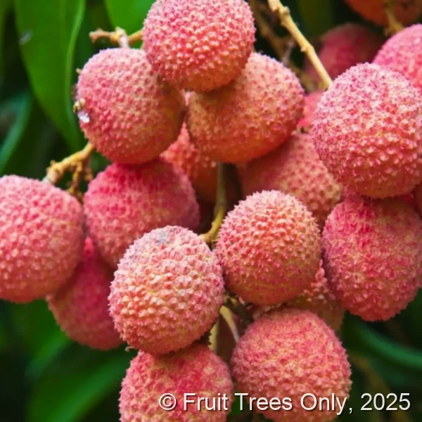 Sweetheart Lychee