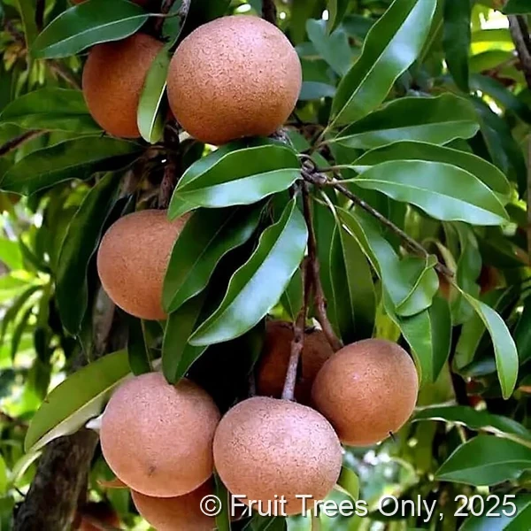 Sy Wood Sapodilla